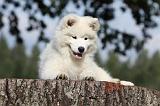 SAMOYEDE 090